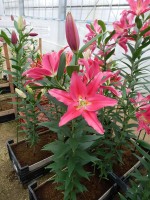 [5394 Viviana VZ No02.JPG]